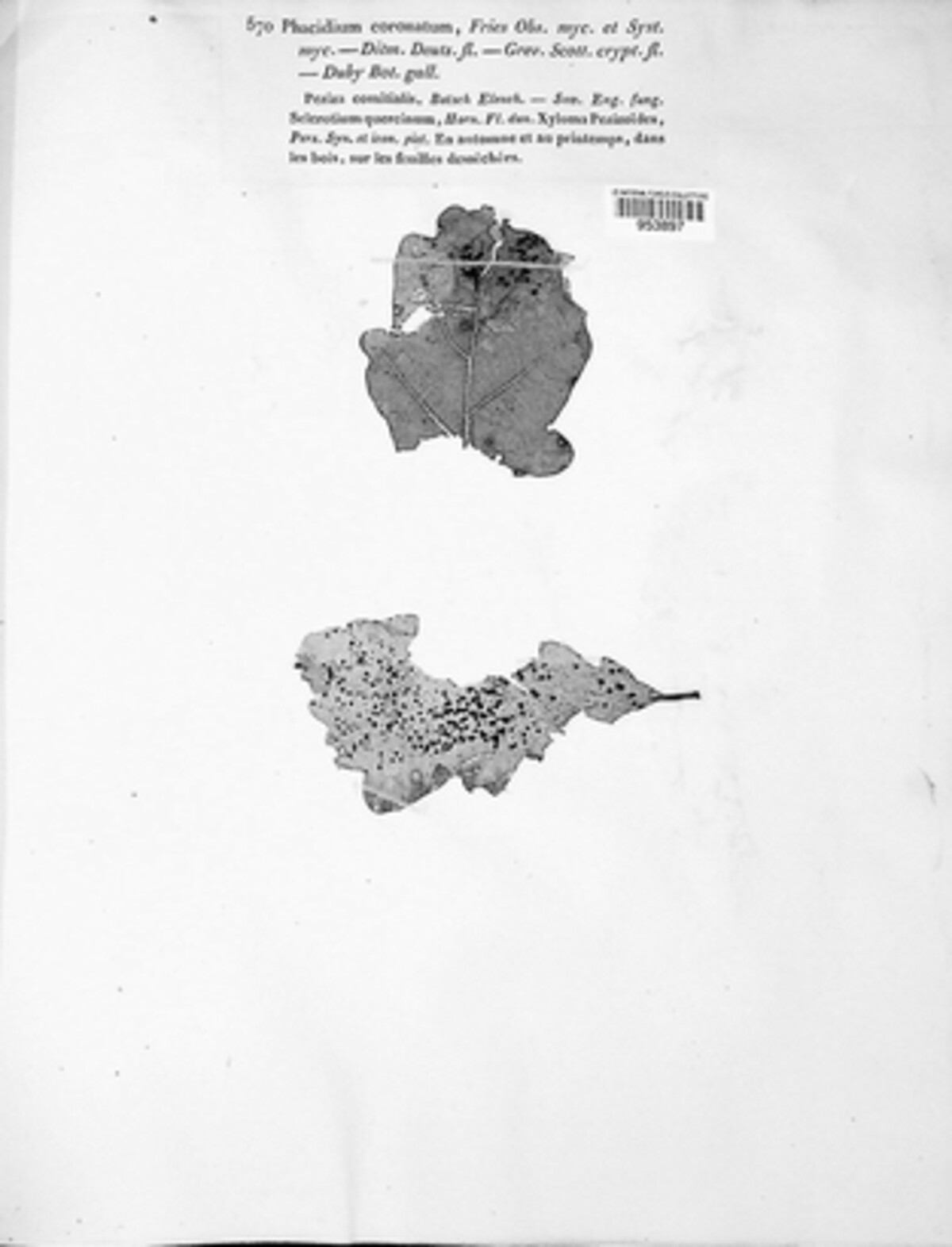 Phacidiaceae image